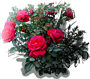 Sympathie Rose